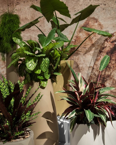 PlantArt